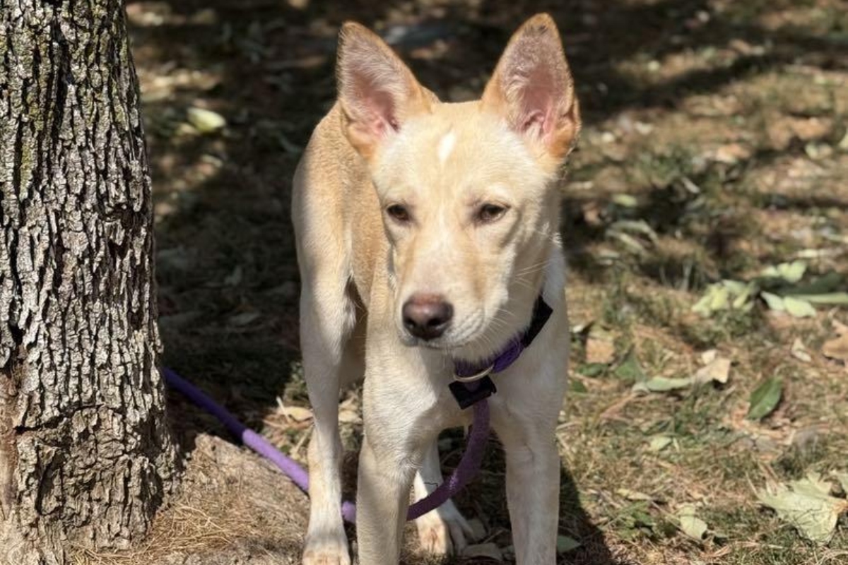 Kurt -- Friends of SCAC Dog of the Week
