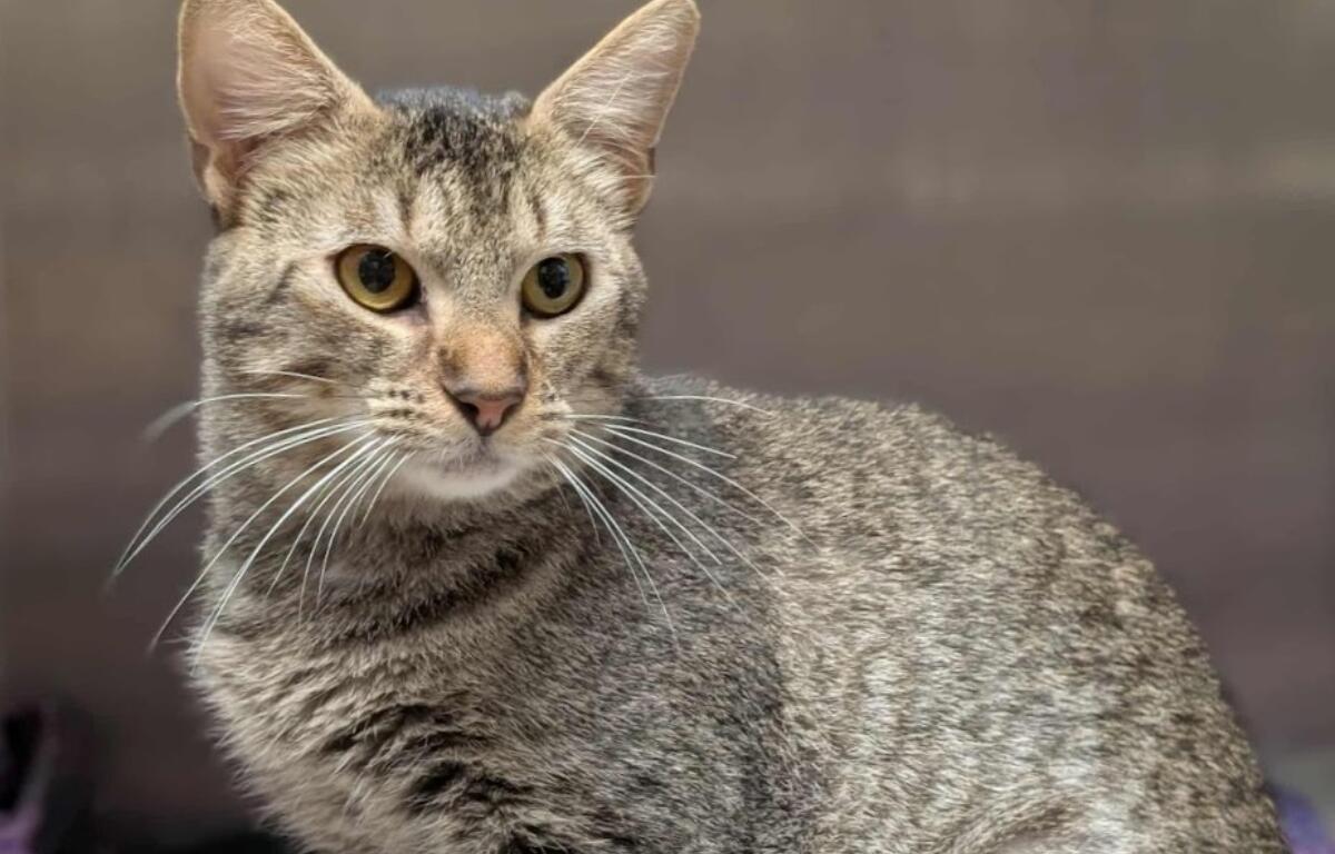 Coppertop -- Meow Mobile Cat of the Week