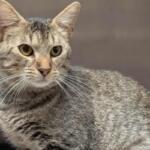 Coppertop -- Meow Mobile Cat of the Week