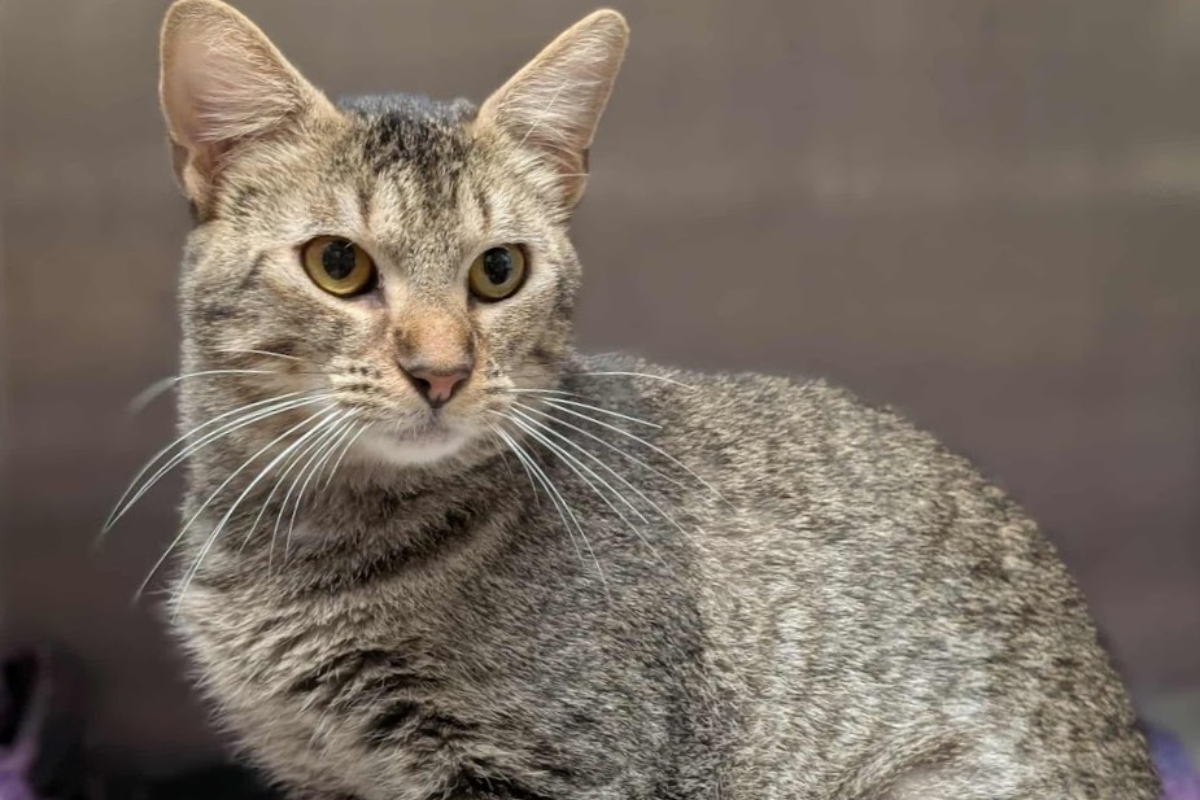Coppertop -- Meow Mobile Cat of the Week