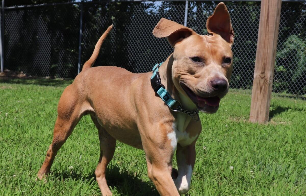 Buster is the APL Dog of the Week