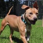 Buster is the APL Dog of the Week