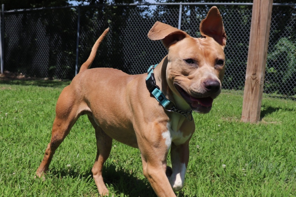 Buster is the APL Dog of the Week