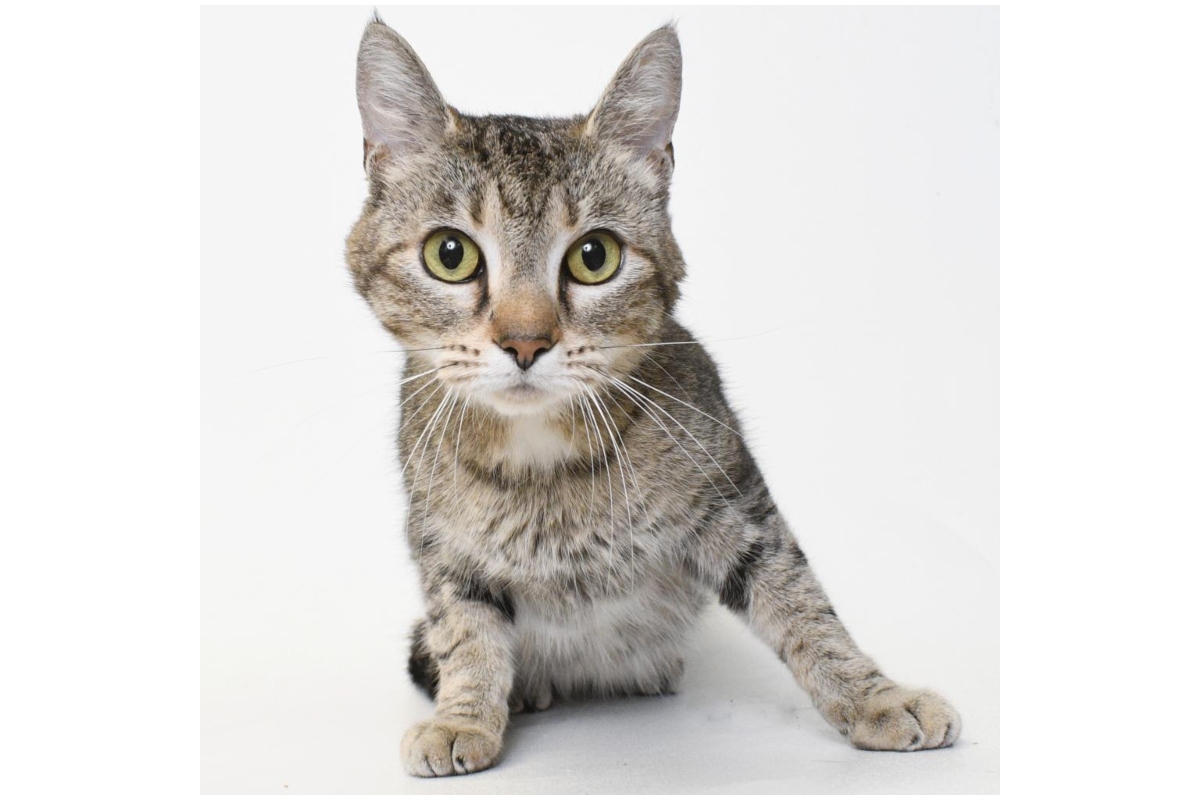 Tavy is the Animal Protective League Cat of the Week!