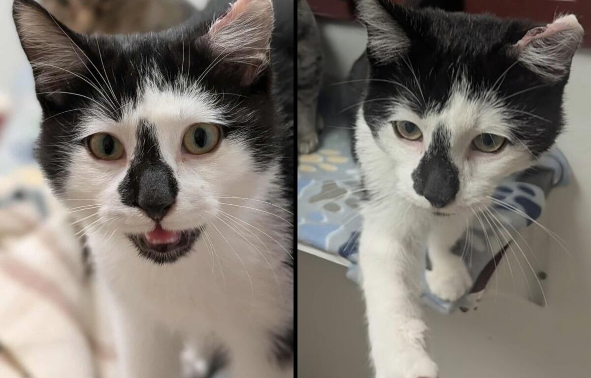 Orzo is Meow Mobile's Cat of the Week.