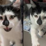 Orzo is Meow Mobile's Cat of the Week.