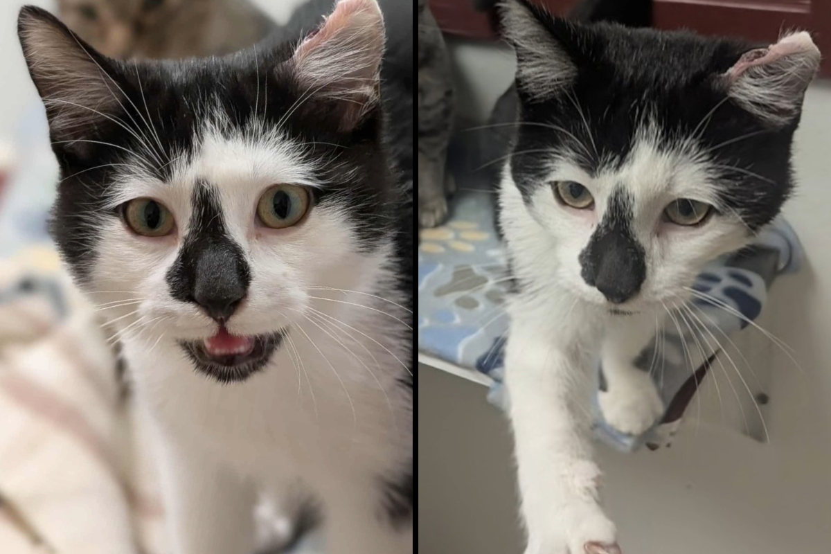 Orzo is Meow Mobile's Cat of the Week.