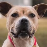Serenity is the Friends of Sangamon County Animal Control Dog of the Week.
