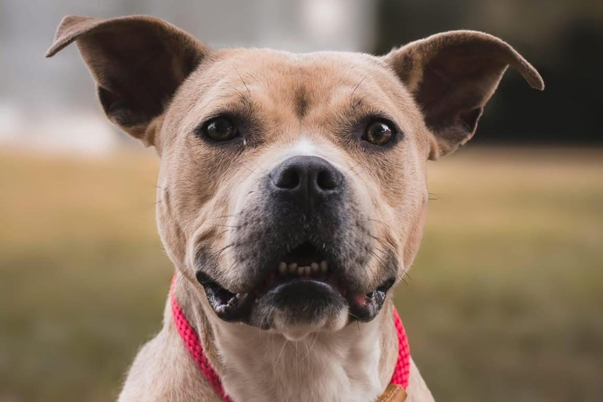 Serenity is the Friends of Sangamon County Animal Control Dog of the Week.