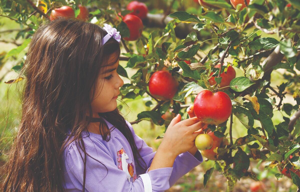 Prior to an apple picking adventure, people can do a little preparation to ensure the afternoon is fun and fruitful.