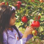 Prior to an apple picking adventure, people can do a little preparation to ensure the afternoon is fun and fruitful.