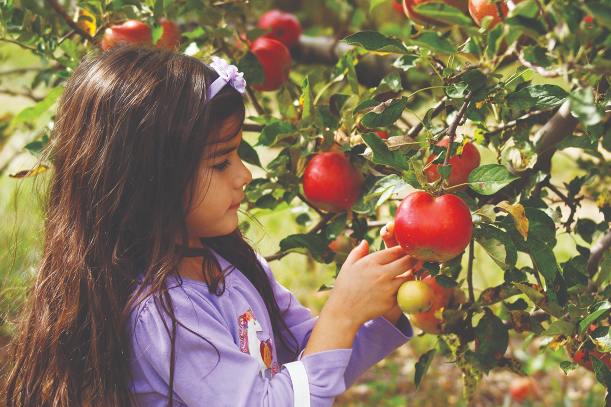 Prior to an apple picking adventure, people can do a little preparation to ensure the afternoon is fun and fruitful.
