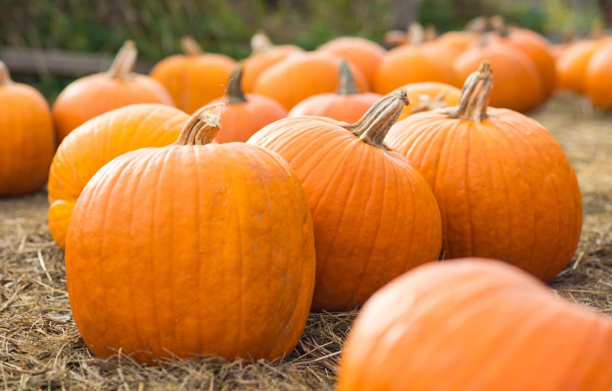 Pumpkins