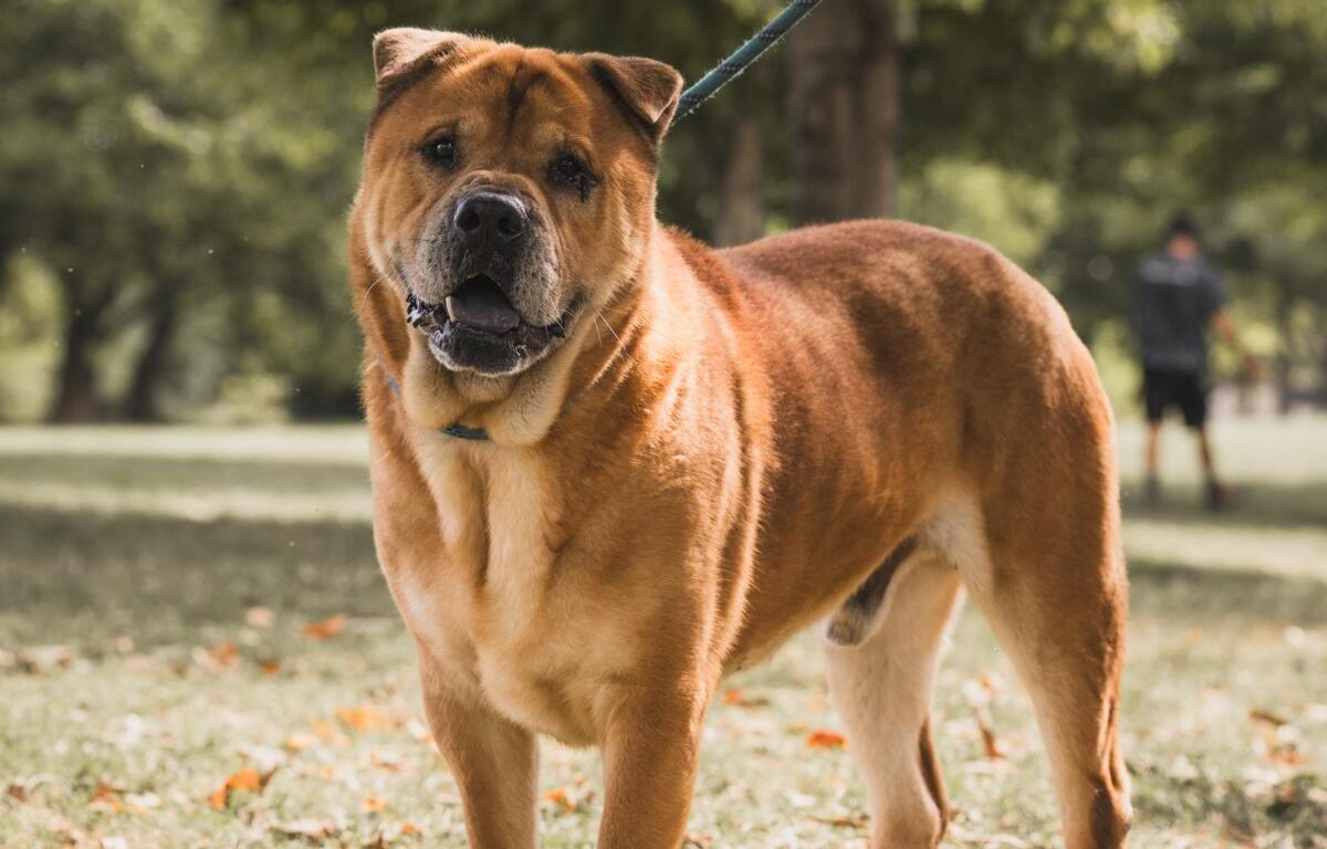 Chris -- Friends of Sangamon County Animal Control Dog of the Week