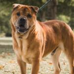 Chris -- Friends of Sangamon County Animal Control Dog of the Week