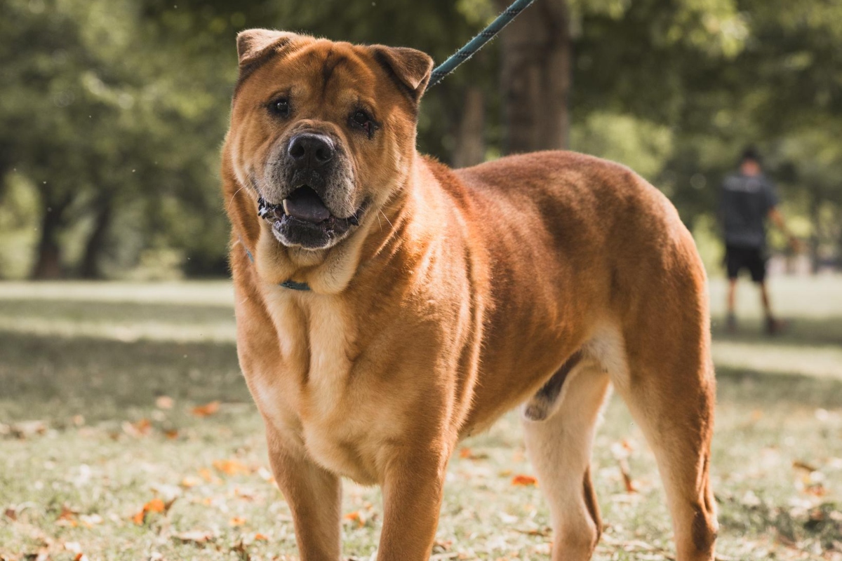 Chris -- Friends of Sangamon County Animal Control Dog of the Week