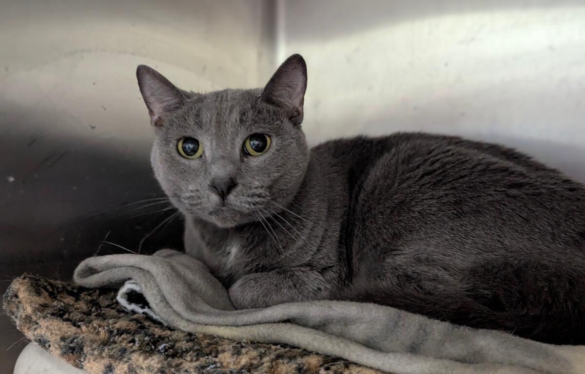 Fiona -- Meow Mobile Cat of the Week