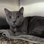 Fiona -- Meow Mobile Cat of the Week