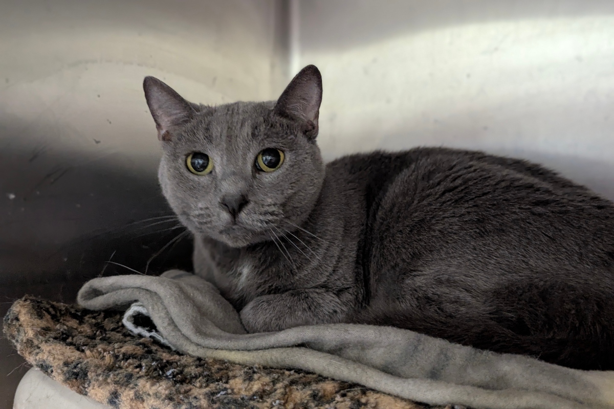 Fiona -- Meow Mobile Cat of the Week