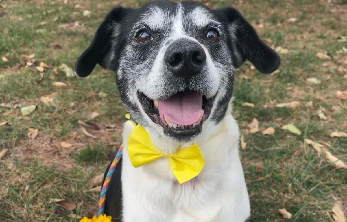 Marty -- Friends of Sangamon County Animal Control Dog of the Week