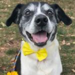 Marty -- Friends of Sangamon County Animal Control Dog of the Week