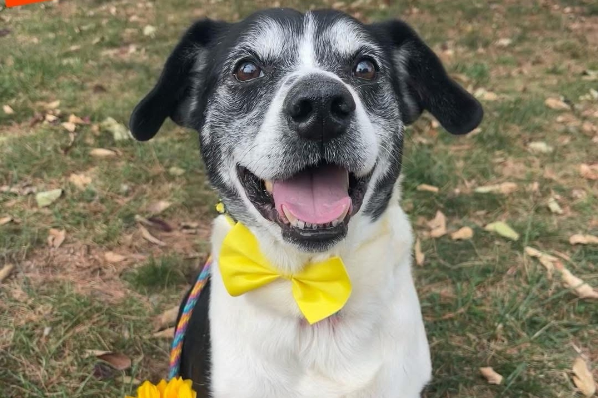 Marty -- Friends of Sangamon County Animal Control Dog of the Week