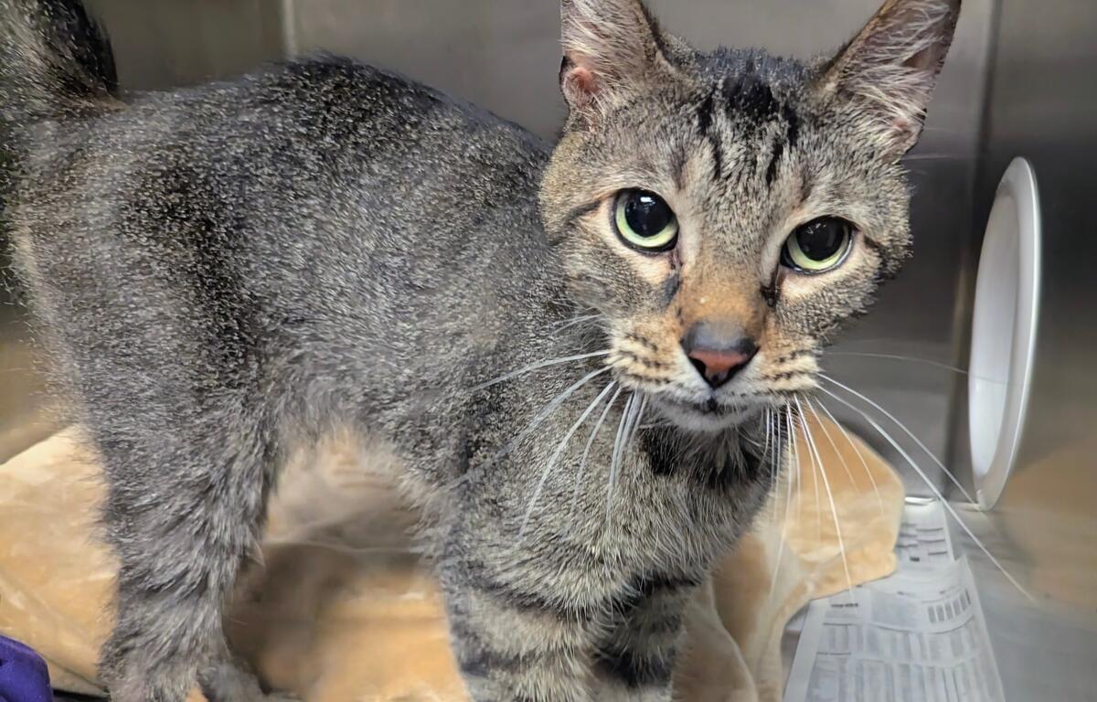 Monk -- Meow Mobile Cat of the Week