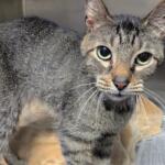 Monk -- Meow Mobile Cat of the Week