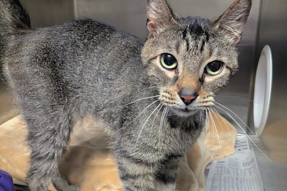 Monk -- Meow Mobile Cat of the Week