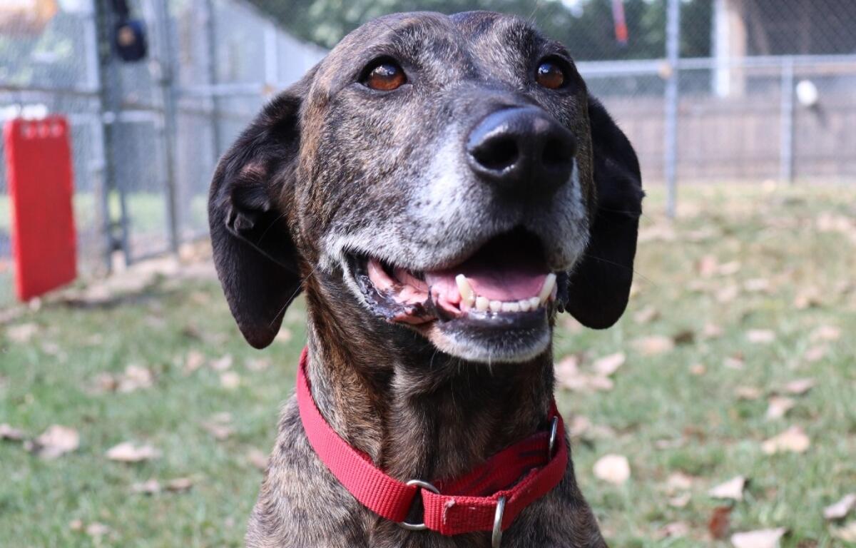 Rudy -- Animal Protective League Dog of the Week