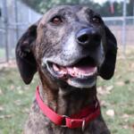 Rudy -- Animal Protective League Dog of the Week