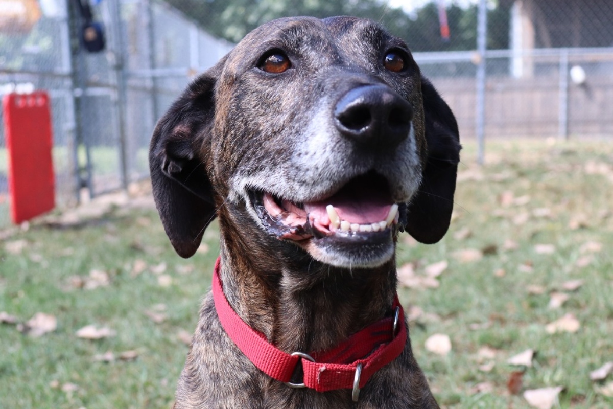 Rudy -- Animal Protective League Dog of the Week