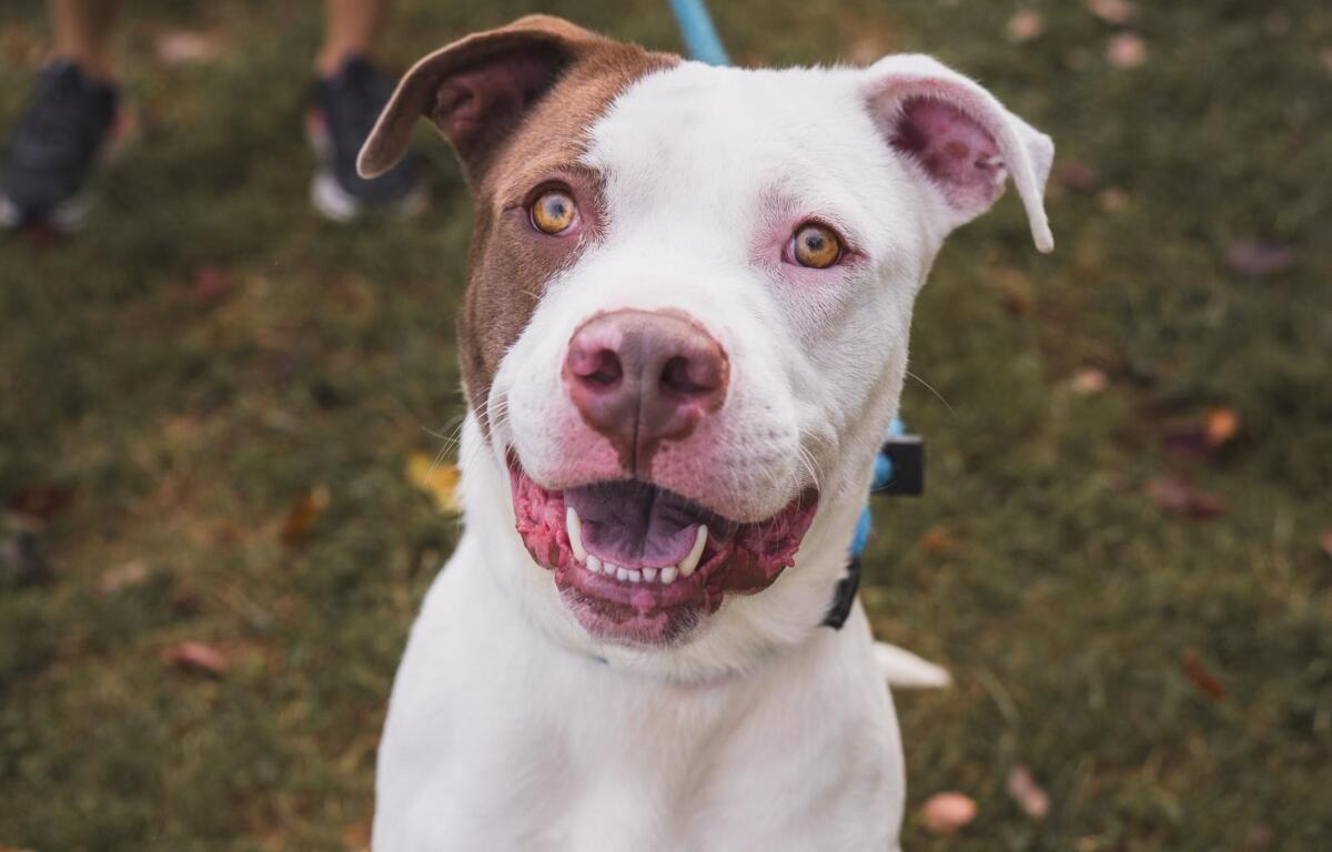 Atlas -- Friends of SCAC Dog of the Week