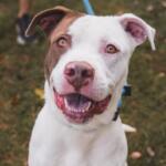 Atlas -- Friends of SCAC Dog of the Week