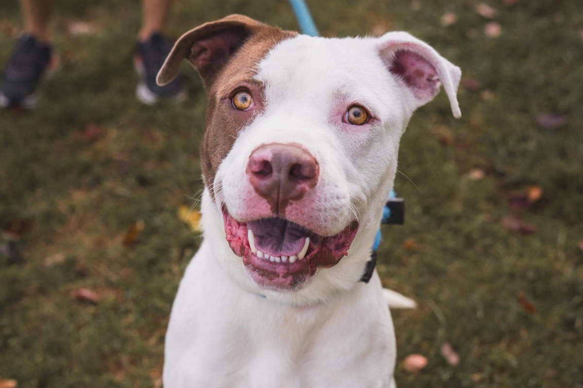 Atlas -- Friends of SCAC Dog of the Week
