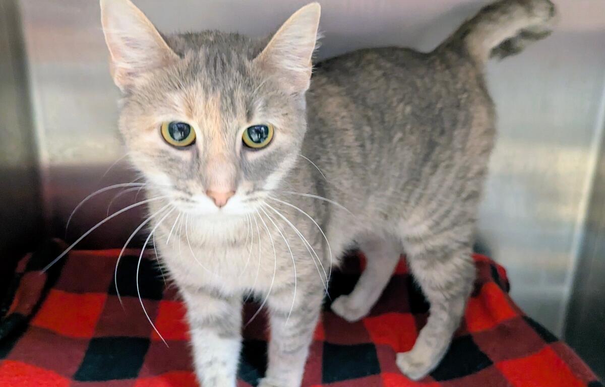 Sierra Mist -- Meow Mobile Cat of the Week
