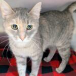 Sierra Mist -- Meow Mobile Cat of the Week
