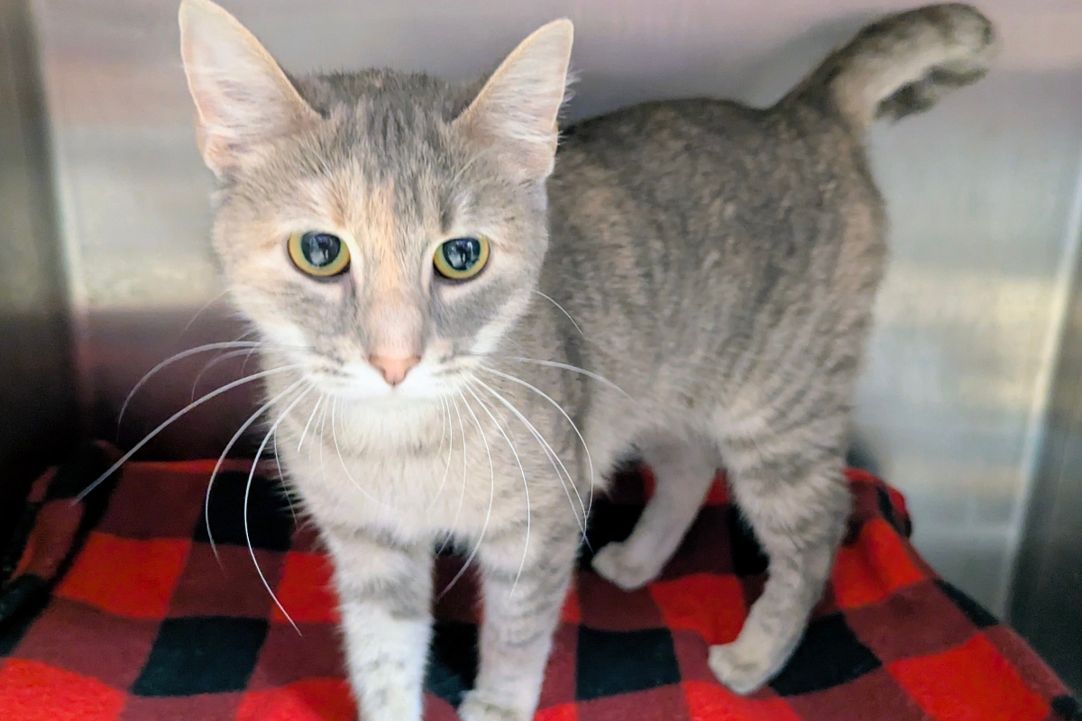 Sierra Mist -- Meow Mobile Cat of the Week