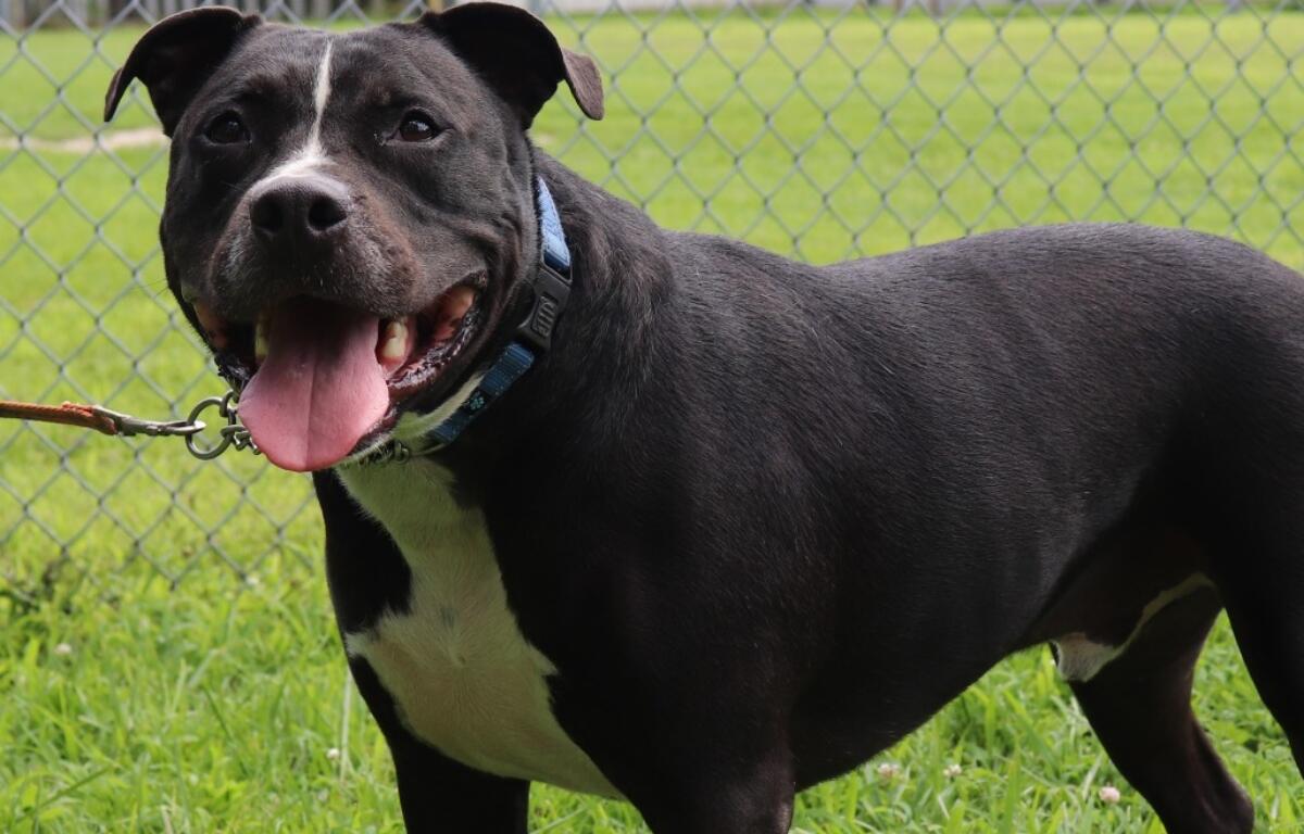 Boone -- Animal Protective League Dog of the Week
