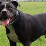 Boone -- Animal Protective League Dog of the Week