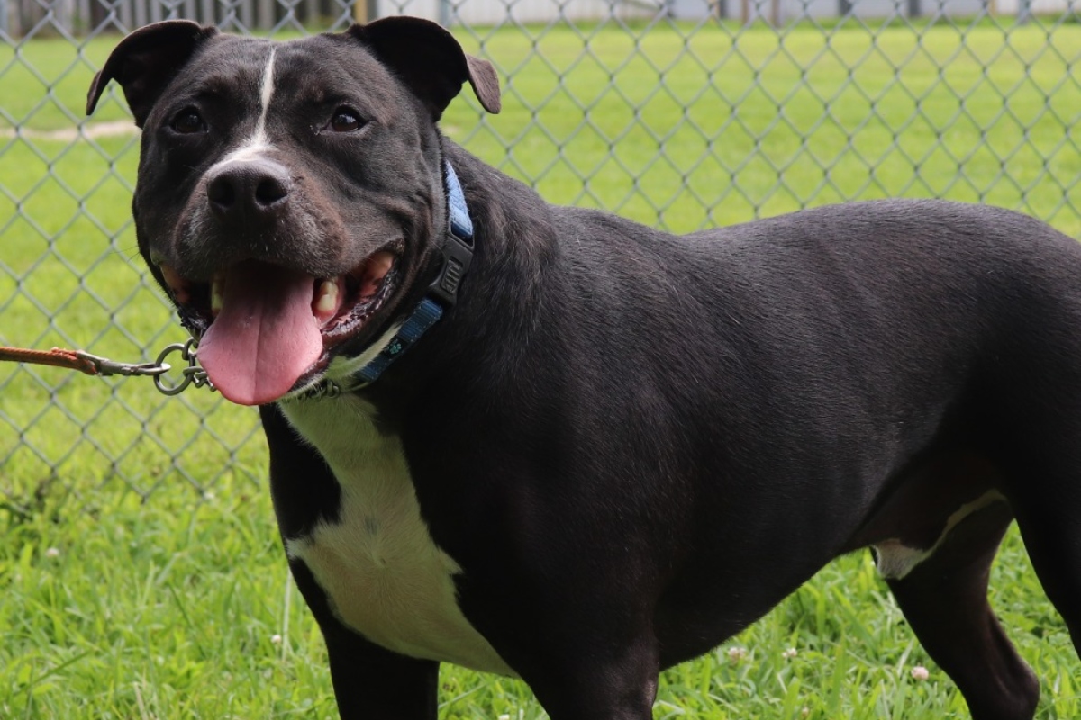 Boone -- Animal Protective League Dog of the Week