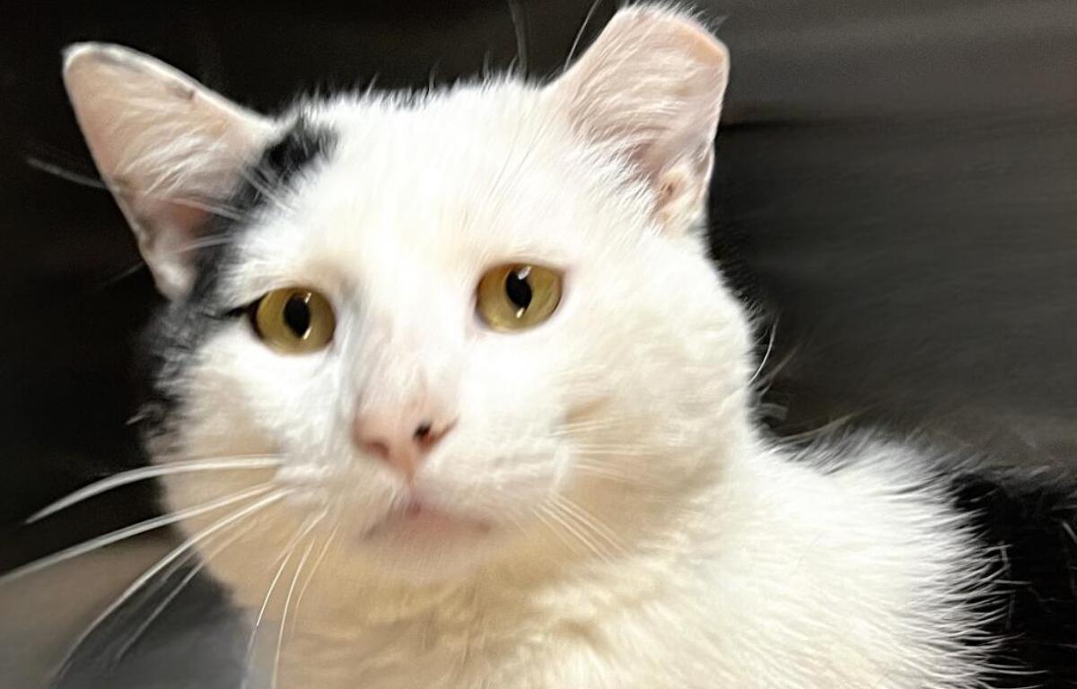 Pablo -- Animal Protective League Cat of the Week