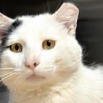 Pablo -- Animal Protective League Cat of the Week