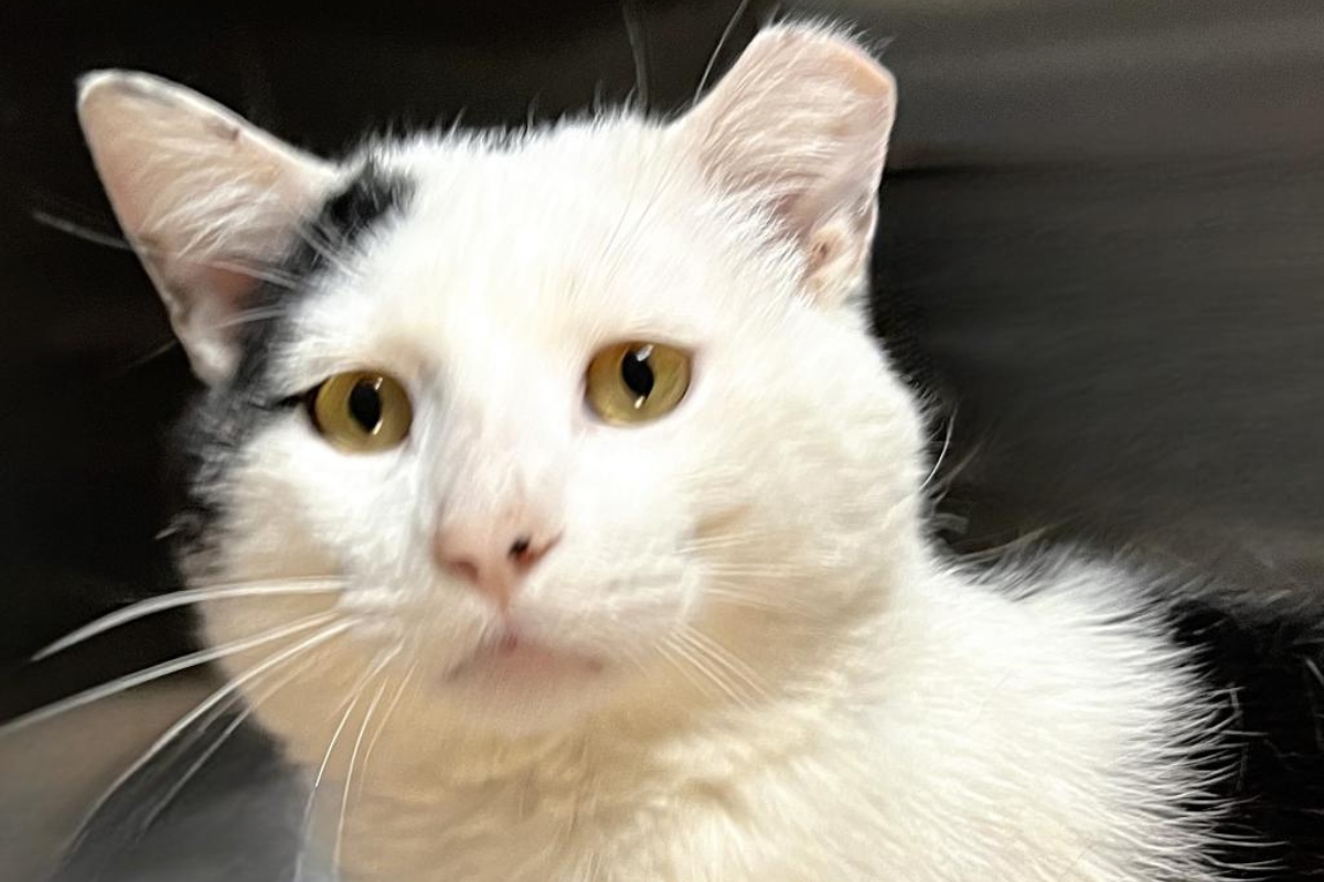 Pablo -- Animal Protective League Cat of the Week