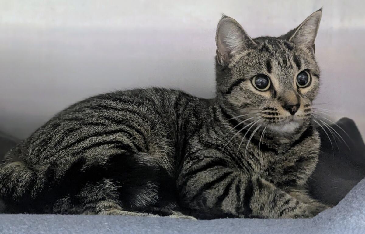 Agnes -- Meow Mobile's Cat of the Week