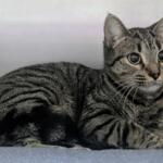 Agnes -- Meow Mobile's Cat of the Week