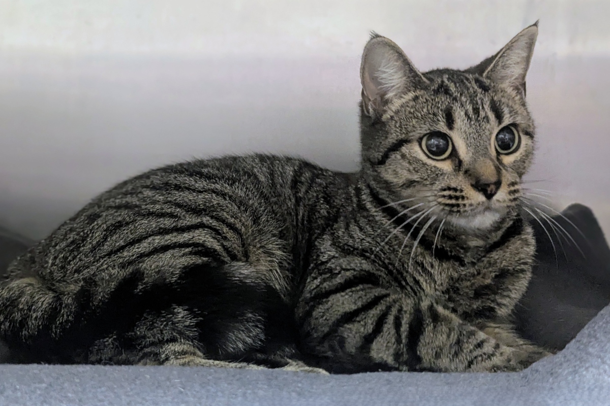 Agnes -- Meow Mobile's Cat of the Week