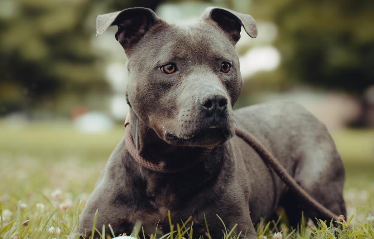 Kobe -- Friends of SCAC Dog of the Week