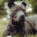 Kobe -- Friends of SCAC Dog of the Week