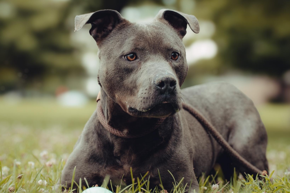 Kobe -- Friends of SCAC Dog of the Week